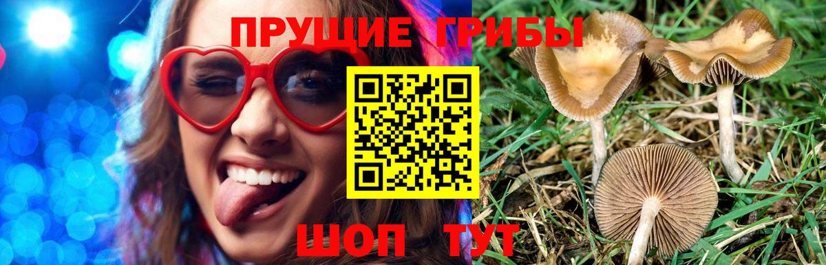 Гусь-Хрустальный  Псилоцибиновые грибы ЛСД  цены   Вход с VPN 